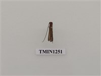 藏品(茶翅細蘋果天牛)的圖片